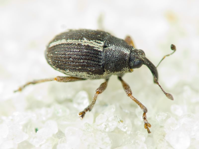 Oprohinus suturalis (Fabricius, 1775)